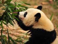 Pandas