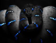 Serpents