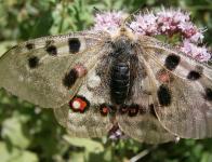 Papillons