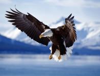 Oiseaux