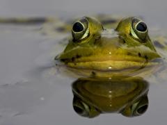 yeux de grenouille au dessus eau couleurs vertes