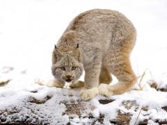 Lynx couleur beige clair sur un tronc neige