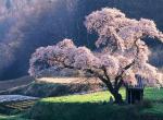 Fond ecran coniassier japon rose paysage asiatique foret gazon rizieres