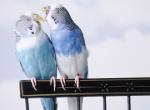 Perruche oiseau qui se tordent de rire couleur bleue claire