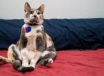 Fond ecran chat tricolore collier assis confortablement contemplation drap rouge polochon bleu marine