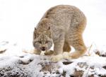 Lynx couleur beige clair sur un tronc neige