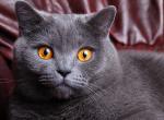 Fond ecran gros chat gris poils courts surpris par photographie pupilles fixes reflet decor canape cuir pourpre plis