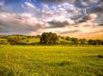 Fond ecran paysage cchampetre campagne grand chene au milieu herbe ciel nuageux teintes bleu rose