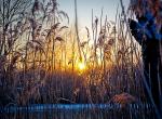 Fond ecran aube lever soleil campagne bord etang arbres plantes nature beaute