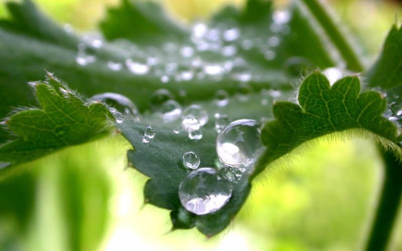 fond ecran gouttes d eau rebord feuille duvet feuille tons verts