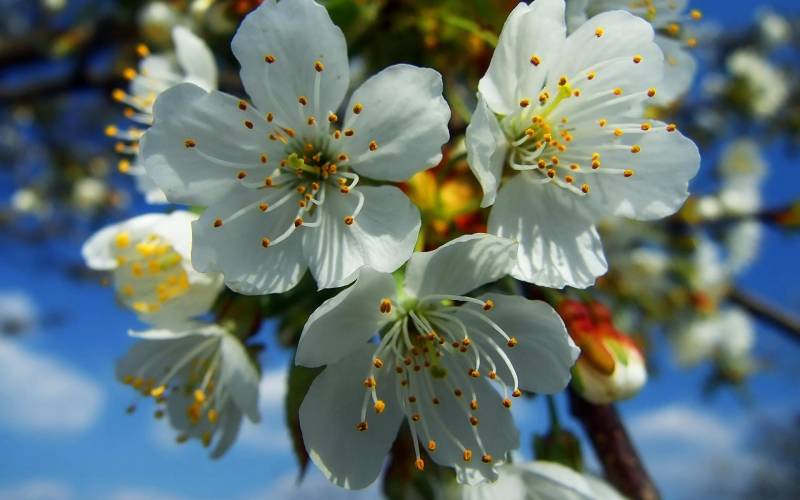 fond ecran fleurs blanches pistilles detailes ton vert bleu blanc