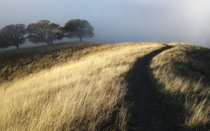 champ herbes seches chemin fond brouillard lumiere vive premier plan lever du jour