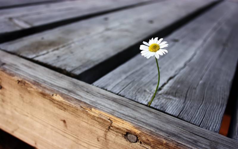 Marguerite pousse entre deux planches de bois