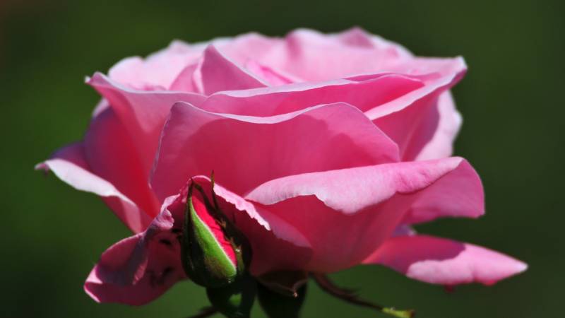 Fond ecran rose zoom gros plan image fleur bourgeon printemps dominante verte