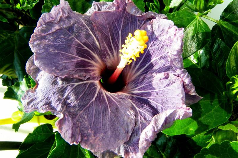 Fond ecran pistil fleur sauvage violette feuille vert prononce contraste esthetique image flore dominante verte