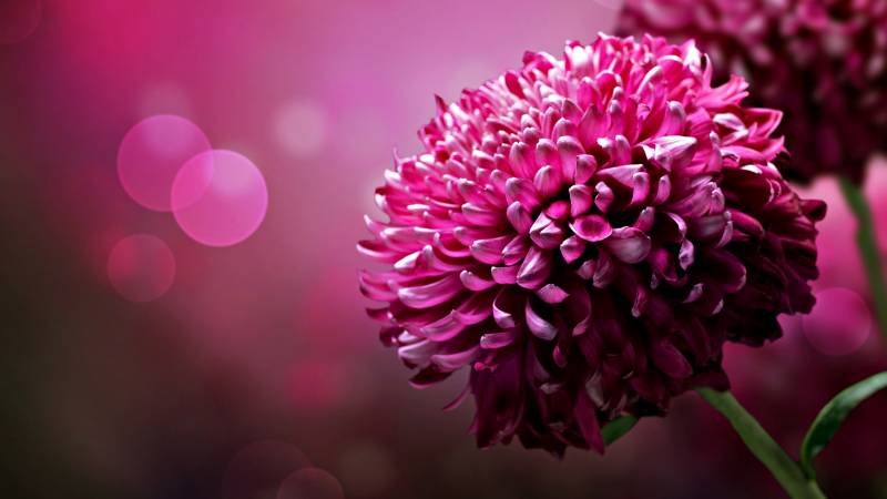 Fond ecran fleur rose focus branche purete esthetique photographie minimaliste