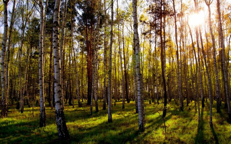 Fond ecran foret boulots ombres herbe courte lumiere soleil