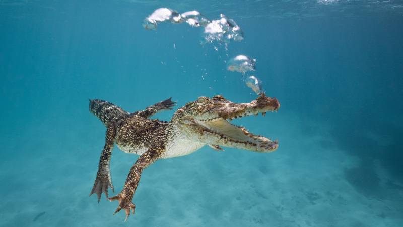 Fond ecran crocodile alligator caiman respire fleuve bulles air nage gueule beante nombreuses dents