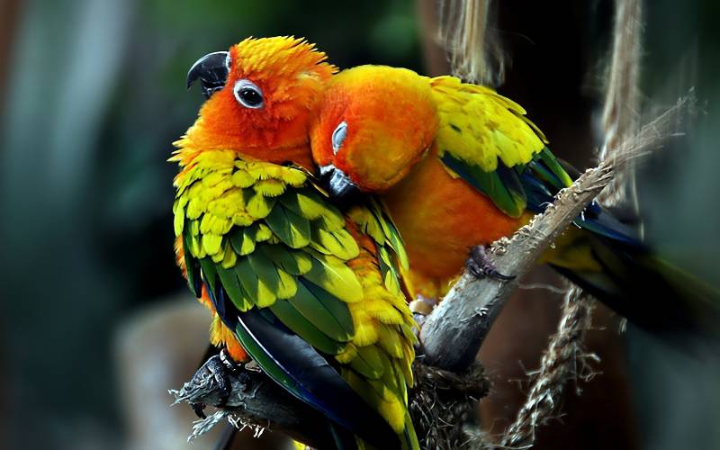 Fond ecran couple perruches tendresse colorees zoom gros plan branches oiseau