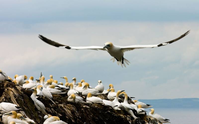 Fou de bassan majestueux volant au dessus tribu ailes ecartees couleur blanc noir jaune